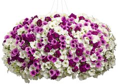 purple and white flowers hanging from a chandelier