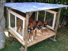 two dogs are standing in the dog house