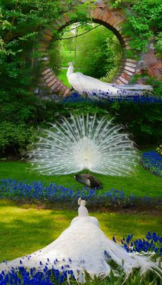 two peacocks are standing in the grass near blue flowers and a brick wall with an arched doorway