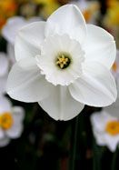 a white flower with yellow stamens in the background