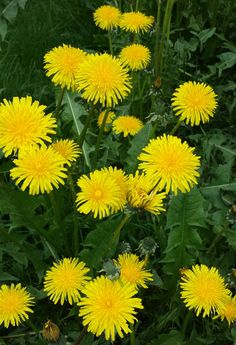 many yellow dandelions are growing in the grass