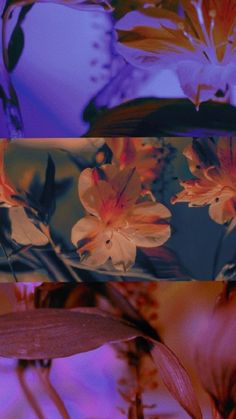 flowers are shown in three different pictures, one is purple and the other is orange