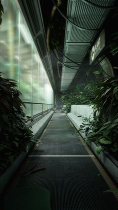 an empty walkway with lots of green plants