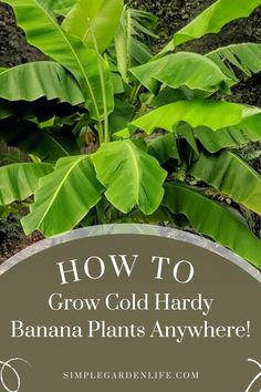 A photo of cold hardy banana plants growing in a garden. Photo from simplegardenlife.com Cold Hardy Banana Tree, Banana Plants Outdoor, How To Grow Bananas, Plant Zones, Organic Mulch, Banana Plants, Banana Tree, Green Fruit, Garden Greenhouse