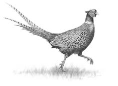 a black and white drawing of a pheasant