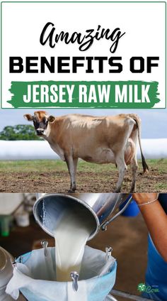 Jersey Cow and  Raw Milk Cow Milk Benefits, Jersey Cow Milk, A2 Milk, Mini Cows, Jersey Cow, Cow Milk, Farm Lifestyle