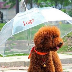 a brown poodle is sitting under an umbrella