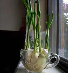 some onions are in a glass bowl on a window sill