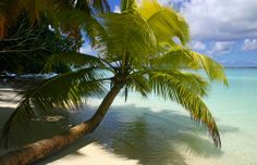 a palm tree leaning over the water on a beach