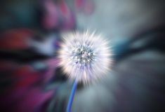 an abstract photograph of a flower with blurry petals