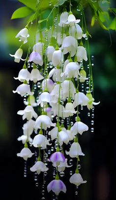 white flowers with green leaves hanging from it's stems and water droplets on them