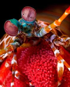 a close up of a colorful insect on a red object with long legs and two eyes