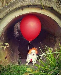 a dog with a red balloon in it's mouth