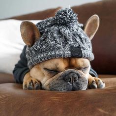 a dog wearing a hat laying on top of a couch