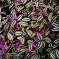 purple and white striped plant with green leaves