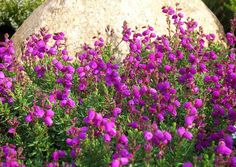 purple flowers are blooming in front of a large rock