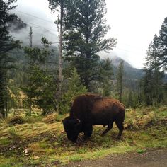 buffalo in yellowstone Forest Animals Aesthetic, Buffalo Aesthetic, Native Aesthetic, Bison Aesthetic, Shoshone National Forest, Wildlife Ecology Aesthetic, Forest Wildlife Aesthetic, Montana Ranch Life Aesthetic