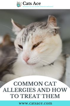 a cat with the caption common cat allergies and how to treat them