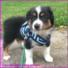 a small dog wearing a blue and white striped vest on a leash standing in the grass