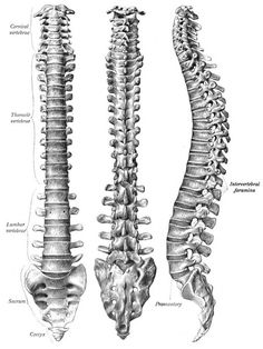 the back and side view of a human skeleton, with different sections labeled in it