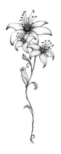 a black and white drawing of flowers