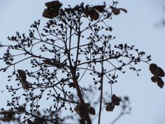 the top of a tree with lots of small leaves on it's branches and sky in the background