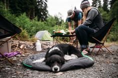 a black and white dog laying on top of a blanket next to two people sitting in chairs