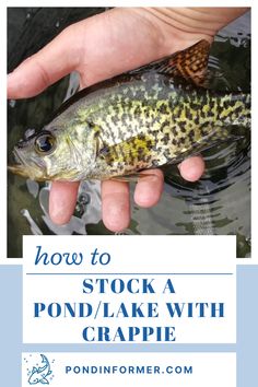 a person holding a fish in their hand with the words how to stock a pond / lake with crapie