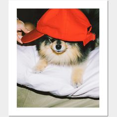 a dog wearing a red hat laying on top of a bed