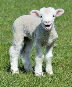 a baby lamb standing in the grass with its mouth open and tongue out, looking at the camera