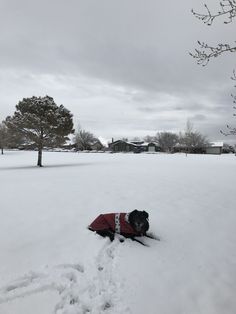 a black dog wearing a red coat in the snow next to a tree and house