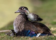 Conservation Biology, Common Birds, Wood Duck, Wood Ducks, Photography Awards, Pretty Birds, Beautiful Creatures, Beautiful Birds, Scientists