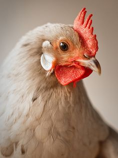 a close up of a chicken with a red comb on it's head and an orange beak