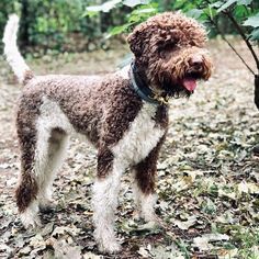 a brown and white dog standing on top of leaf covered ground next to a tree