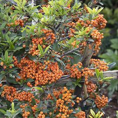 orange berries growing on the branches of a tree