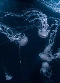 some very pretty jellyfish in the water