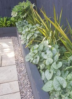 there are many different plants in the planter box together, and one is green