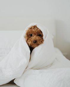 a small brown dog wrapped in a white blanket on top of a bed with pillows