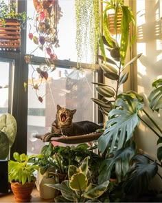 a cat yawns while sitting in a plant filled window sill