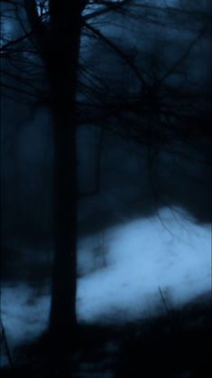 a blurry photo of trees and snow in the dark woods at night with only one leafless tree