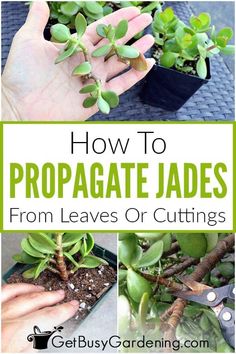 how to propagate jades from leaves or cuttings - get busy gardening