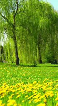 a park with lots of green grass and yellow dandelions in the foreground