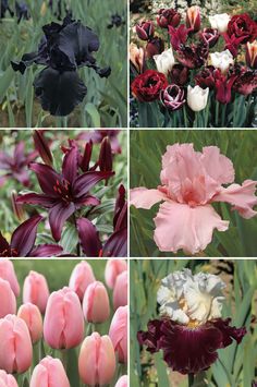 four different types of tulips are shown in multiple pictures, one is pink and the other is black