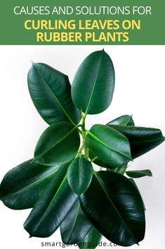 a green plant with leaves on it and the words, cause and solution for curling leaves on rubber plants