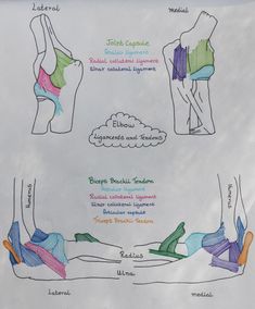 the diagram shows different types of bras