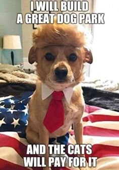 a small dog wearing a tie and sitting on top of an american flag blanket with caption that reads, i will build a great dog park and the cats will pay for it