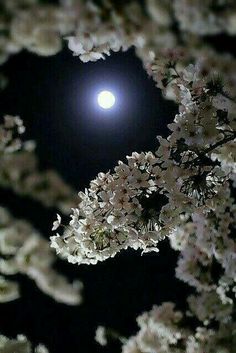 the full moon shines brightly in the night sky above some purple and white flowers