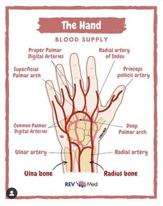 Upper Limb Anatomy, Medical Terminology Study, Gross Anatomy, Study Biology, Biology Facts