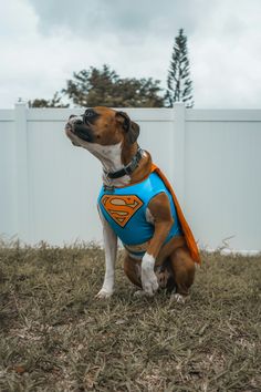 a brown and white dog wearing a blue superman shirt sitting in the grass next to a fence