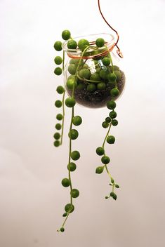 a glass jar filled with green plants hanging from it's side and some water in the bottom